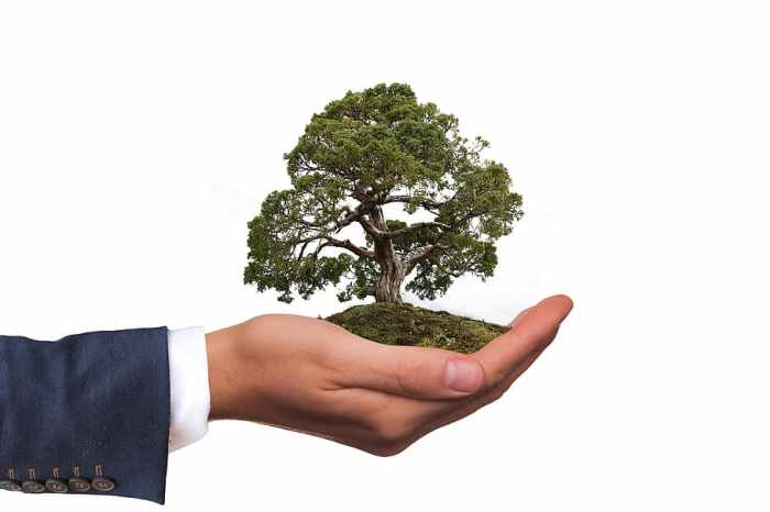 Persona, participación, árbol, estatuilla de vida, ambiente, naturaleza ... Eco car challenges