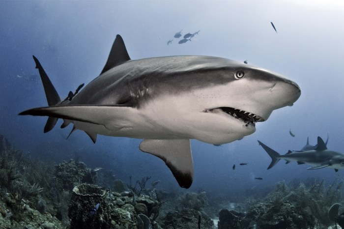 Shark Monitoring Made Easy (Well, Easier) - Awesome Ocean Shark fin antenna